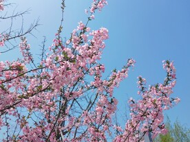 海棠花