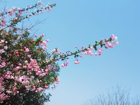 一枝海棠花