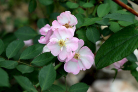山花