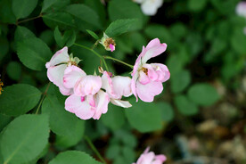 山花