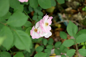 山花