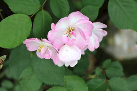 山花
