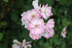 山花