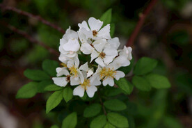 山花