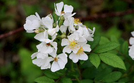 山花