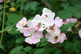 山花