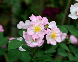 山花