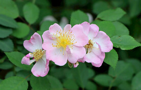 山花