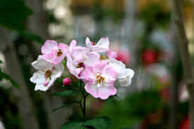 山花