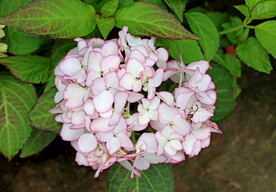 绣球花