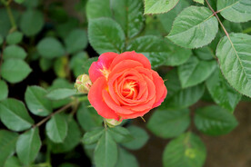 月季花