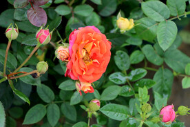 月季花