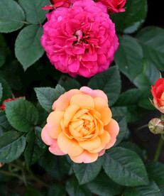 月季花