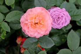 月季花