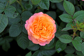 月季花