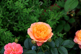 月季花
