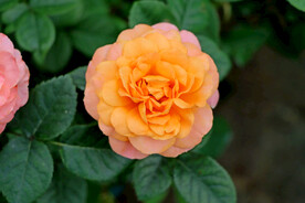 月季花