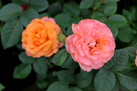 月季花