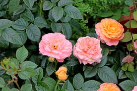月季花