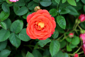 月季花