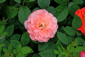 月季花