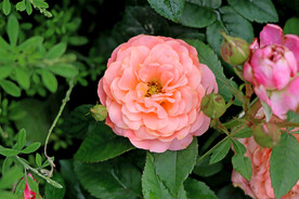 月季花