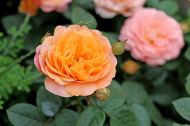 月季花
