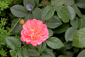 月季花