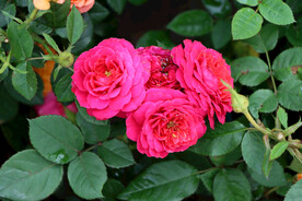 月季花