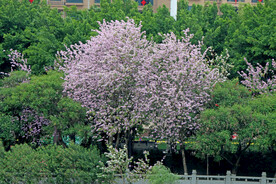 紫荆花