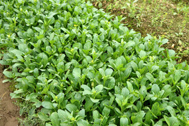 菜心种植