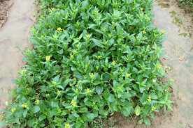 蔬菜种植