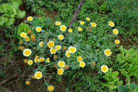 茼蒿花