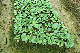 蔬菜种植