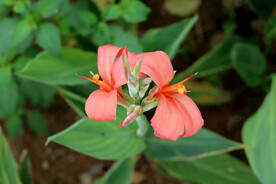 美人蕉花