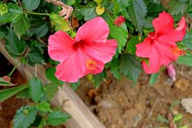 扶桑花