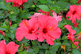 扶桑花