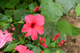 扶桑花