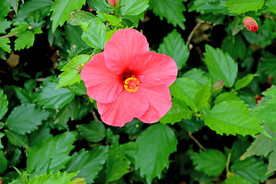 扶桑花