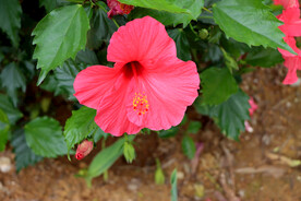 扶桑花