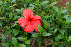 扶桑花