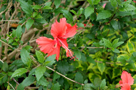 扶桑花