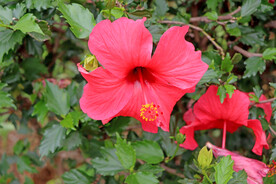 扶桑花