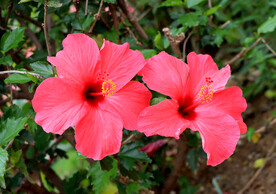 扶桑花