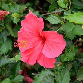 扶桑花