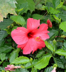 扶桑花