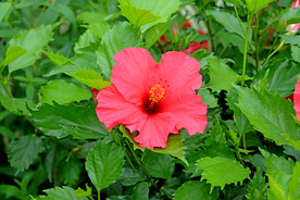 扶桑花