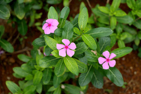 长春花