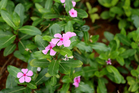 长春花