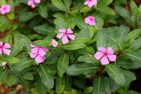 长春花